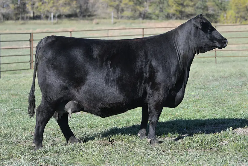 EA Blacklass 5350