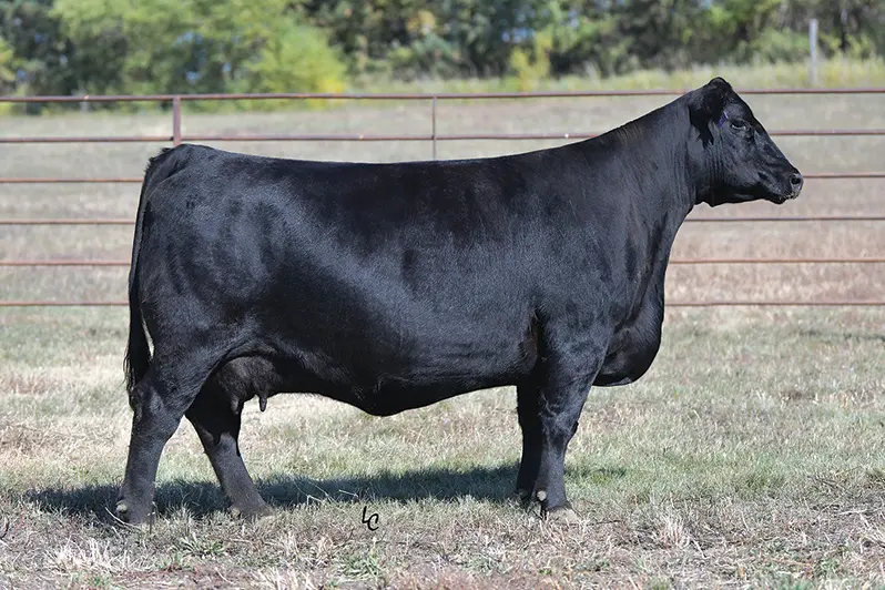 EA Bells Girl 7645