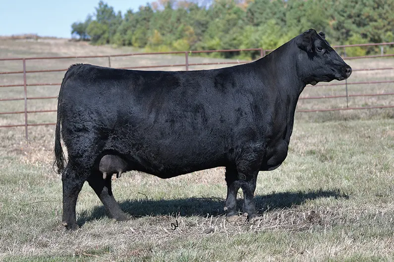 EA Lucy 8164