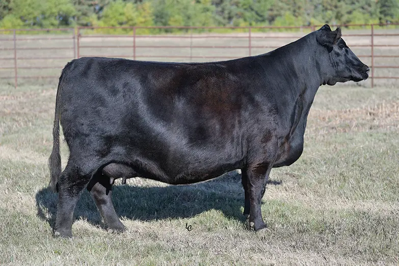 EA Blacklass 8207