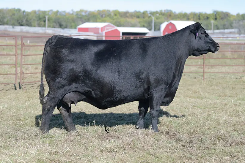 EA Queen Dolly 3246